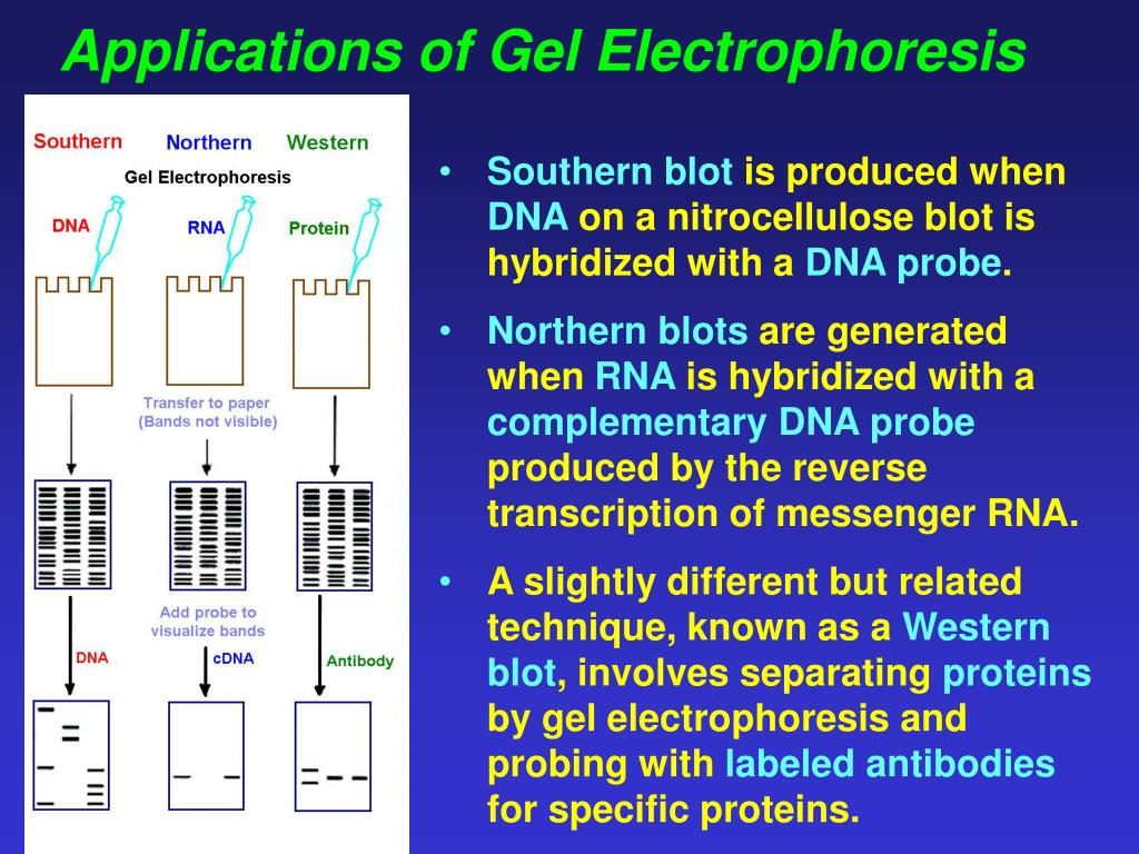 PPT Basic Principles and Applications of Electrophoresis PowerPoint