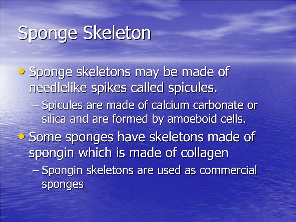 PPT Phyla Porifera, Cnidaria, and Ctenophora PowerPoint Presentation