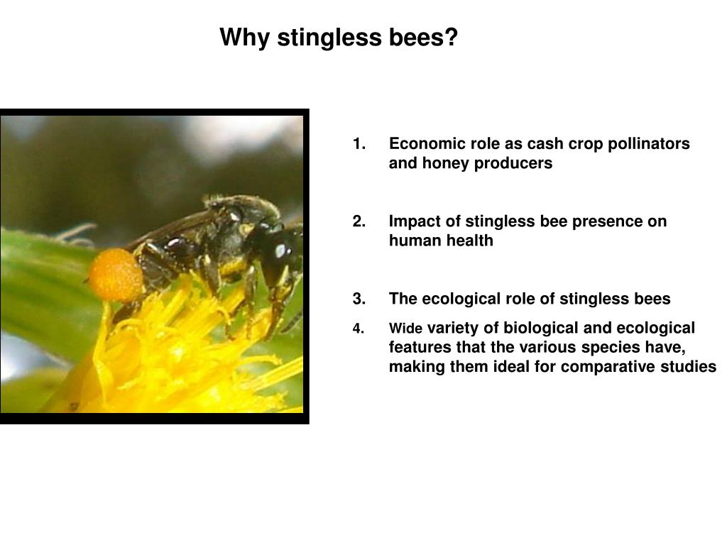 PPT Stingless Bees Culture PowerPoint Presentation, free download