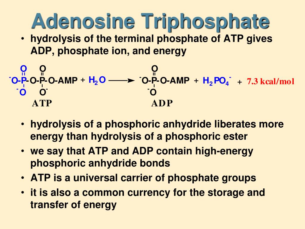 PPT Chapter 19 Bioenergetics PowerPoint Presentation, free download