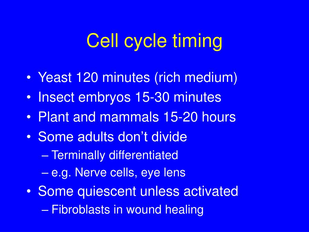 PPT Biochemical Control of the Cell Cycle PowerPoint
