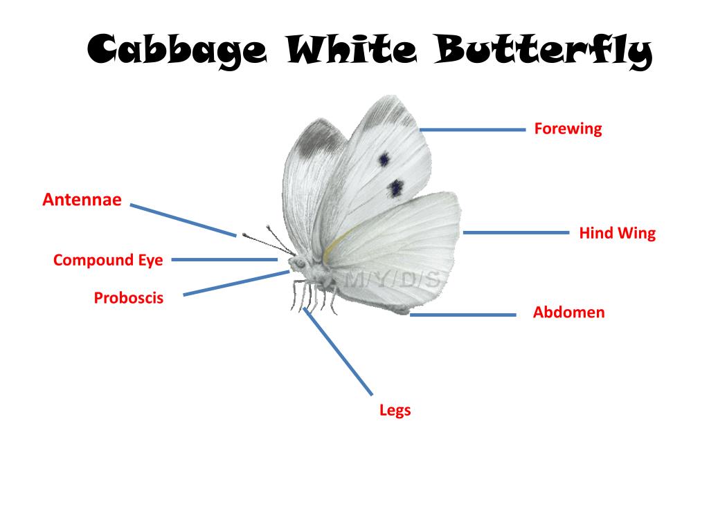 PPT Cabbage White Butterfly PowerPoint Presentation, free download
