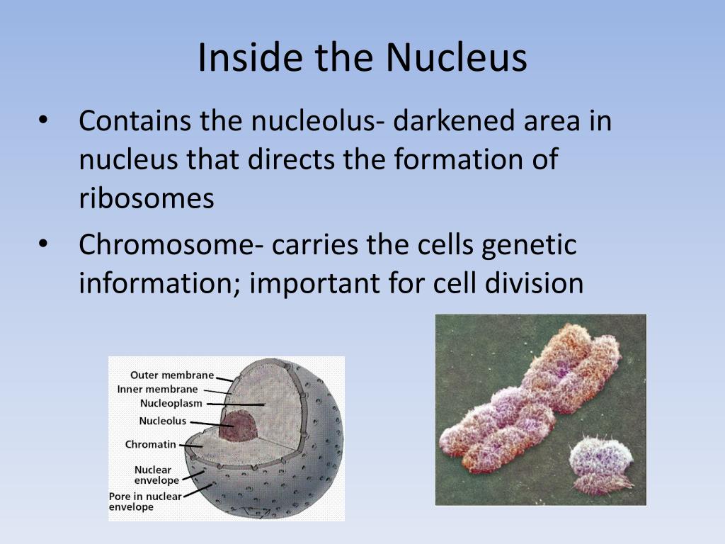 PPT Chapter 7 Cell Structure and Function PowerPoint Presentation