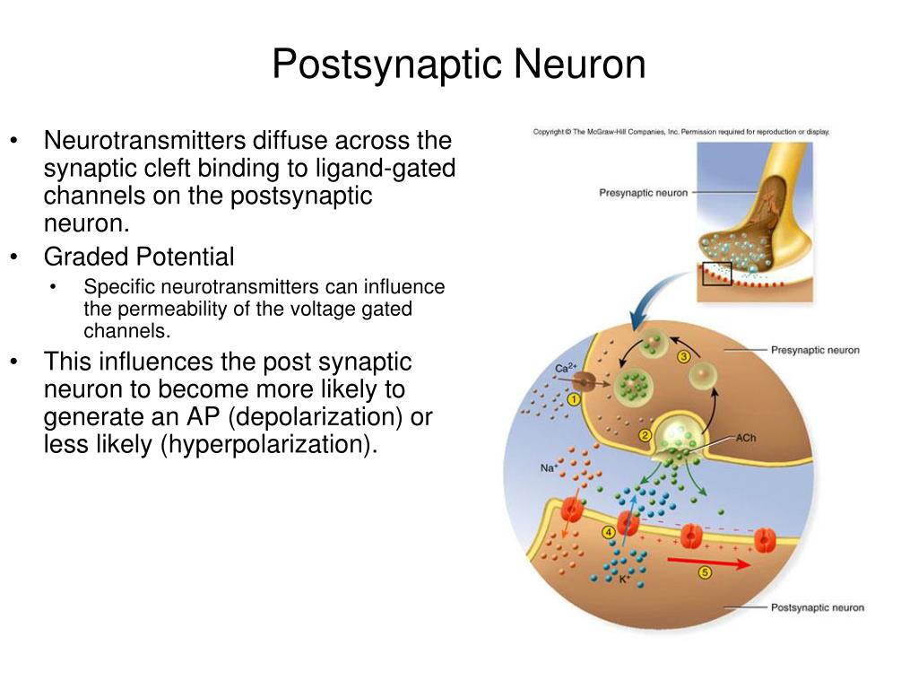 PPT Neurons PowerPoint Presentation, free download ID6708926