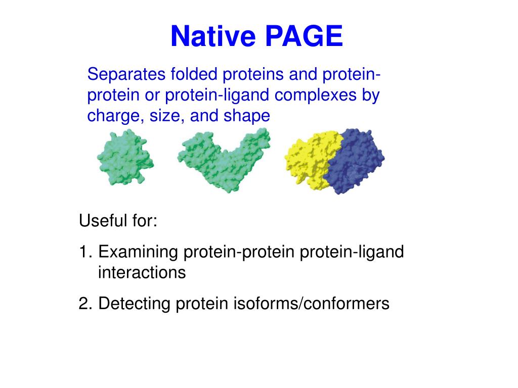 PPT Protein Gel Electrophoresis PowerPoint Presentation, free