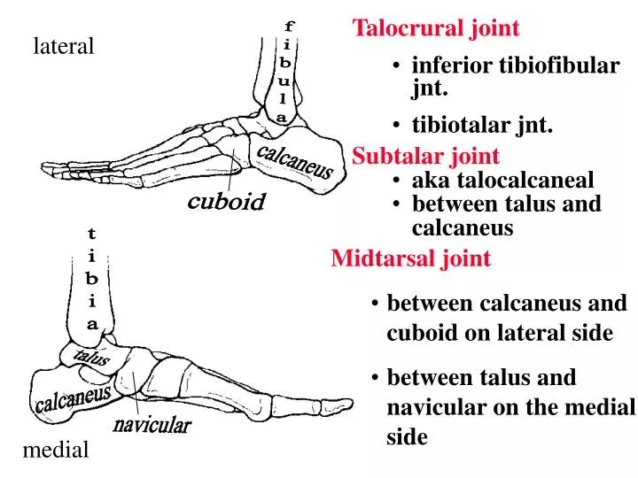 PPT Midtarsal joint between calcaneus and cuboid on lateral side