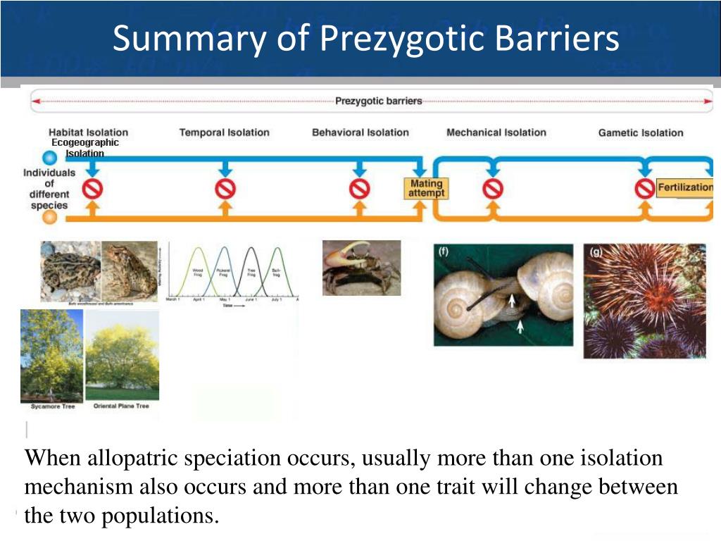 PPT Macroevolution Part II Allopatric Speciation PowerPoint