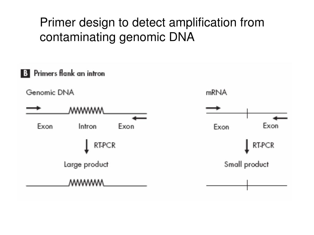 PPT General guidelines for primer design PowerPoint Presentation