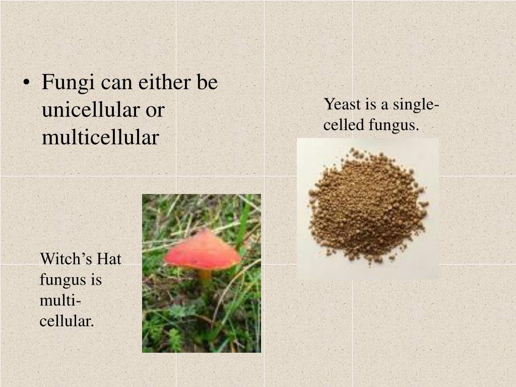 PPT All fungi are eukaryotic heterotrophs that have