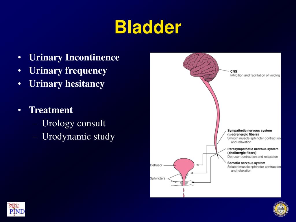 PPT Nonmotor Complications of Parkinson’s Disease and Management