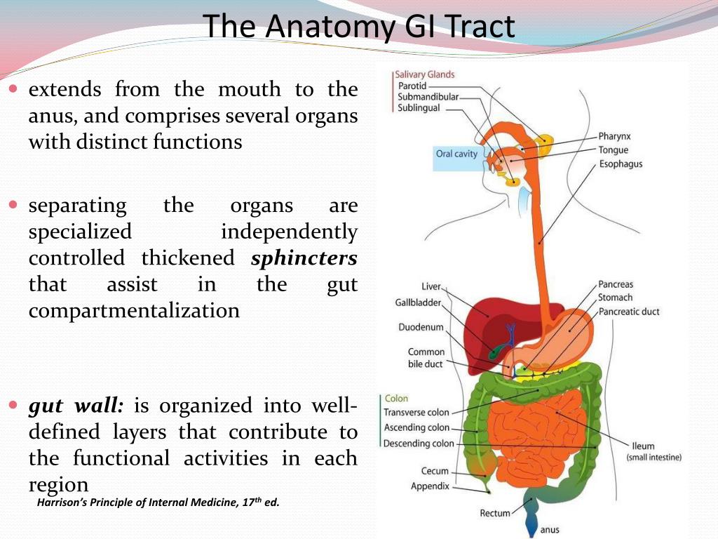 Diagram Of Upper Gi Tract