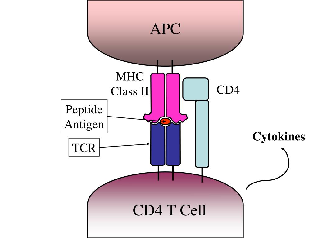PPT Autoimmune Hepatitis PowerPoint Presentation, free download ID
