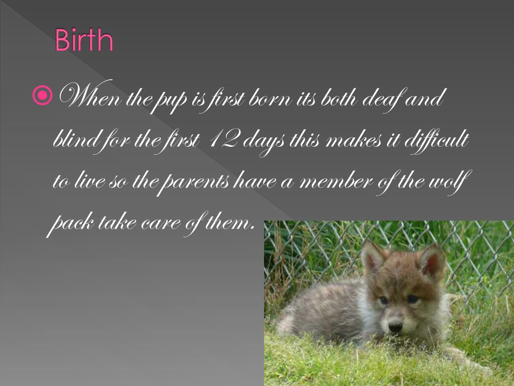 PPT Life Cycle Of A Gray Wolf PowerPoint Presentation, free download ID6725280