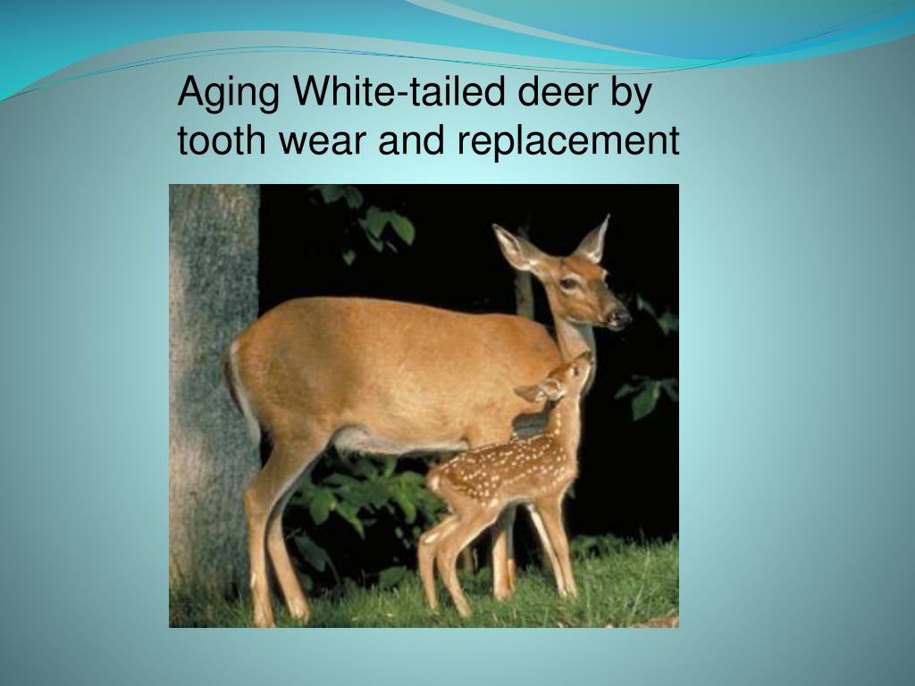 PPT Aging Whitetailed deer by tooth wear and replacement PowerPoint