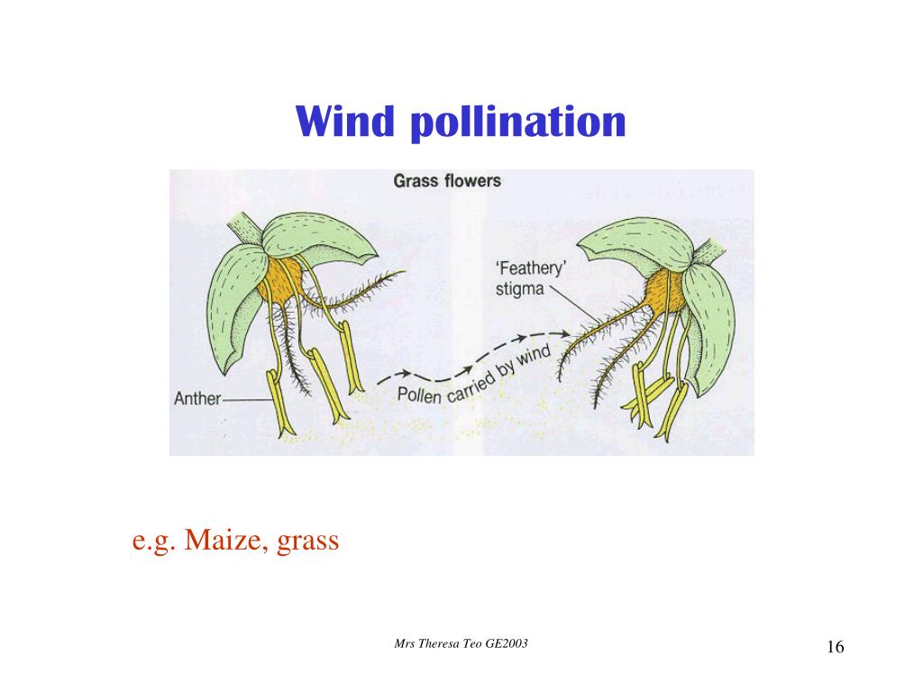 PPT SEXUAL REPRODUCTION IN PLANTS PowerPoint Presentation, free