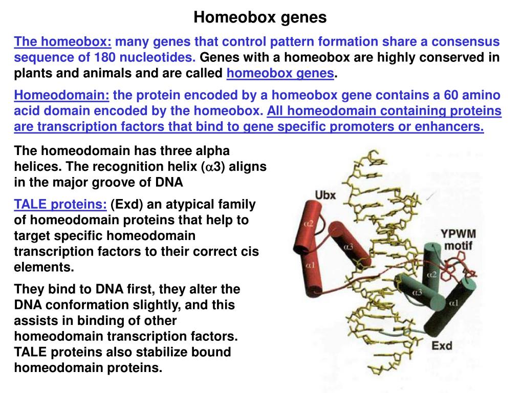 PPT Hox genes and pattern development of vertebrates PowerPoint