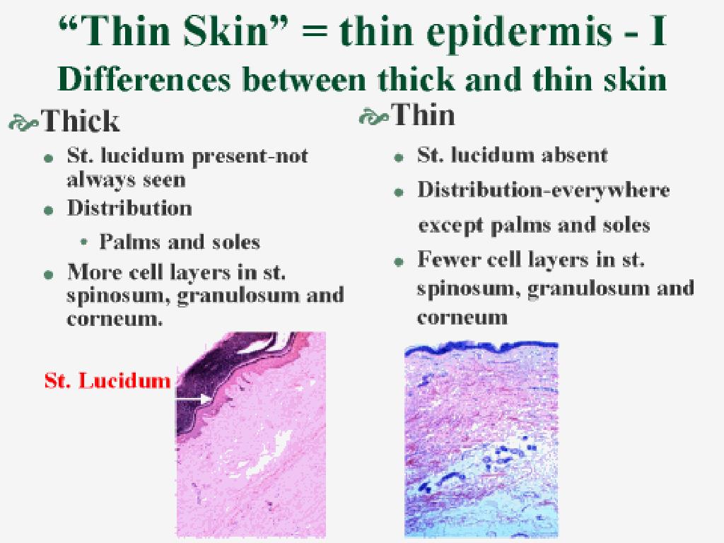 PPT The Integumentary System PowerPoint Presentation, free download