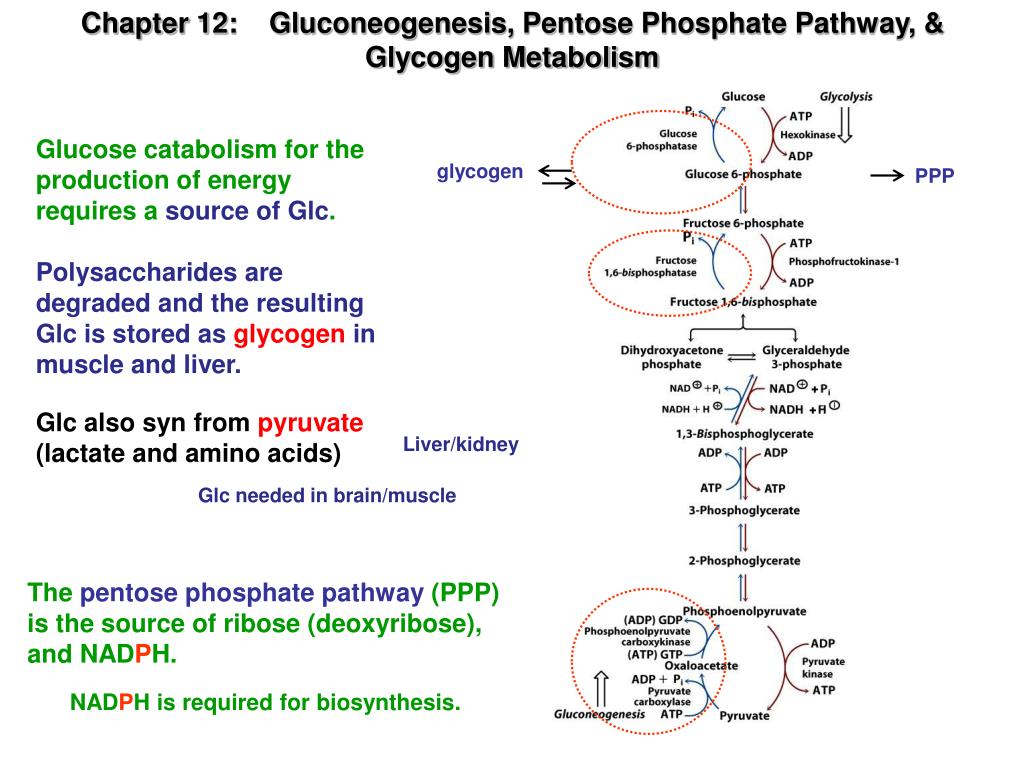 PPT Chapter 12 Gluconeogenesis, Pentose Phosphate Pathway