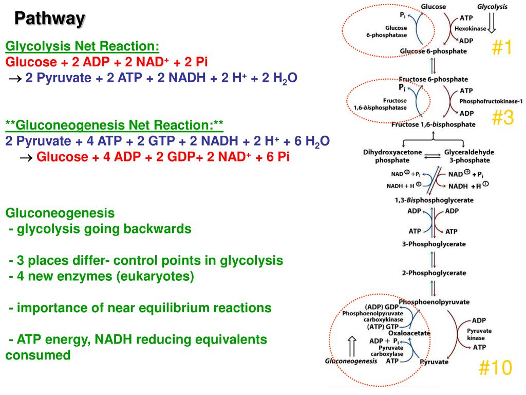PPT Chapter 12 Gluconeogenesis, Pentose Phosphate Pathway