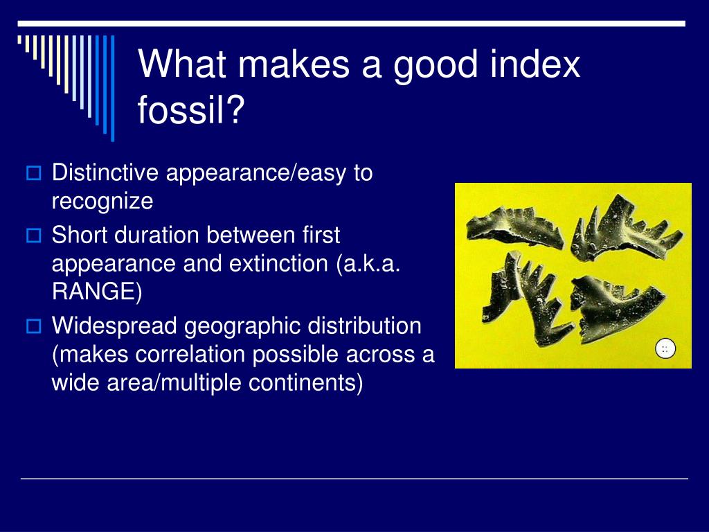 PPT Index Fossils Evolution and Biostratigraphy PowerPoint Presentation ID6746252