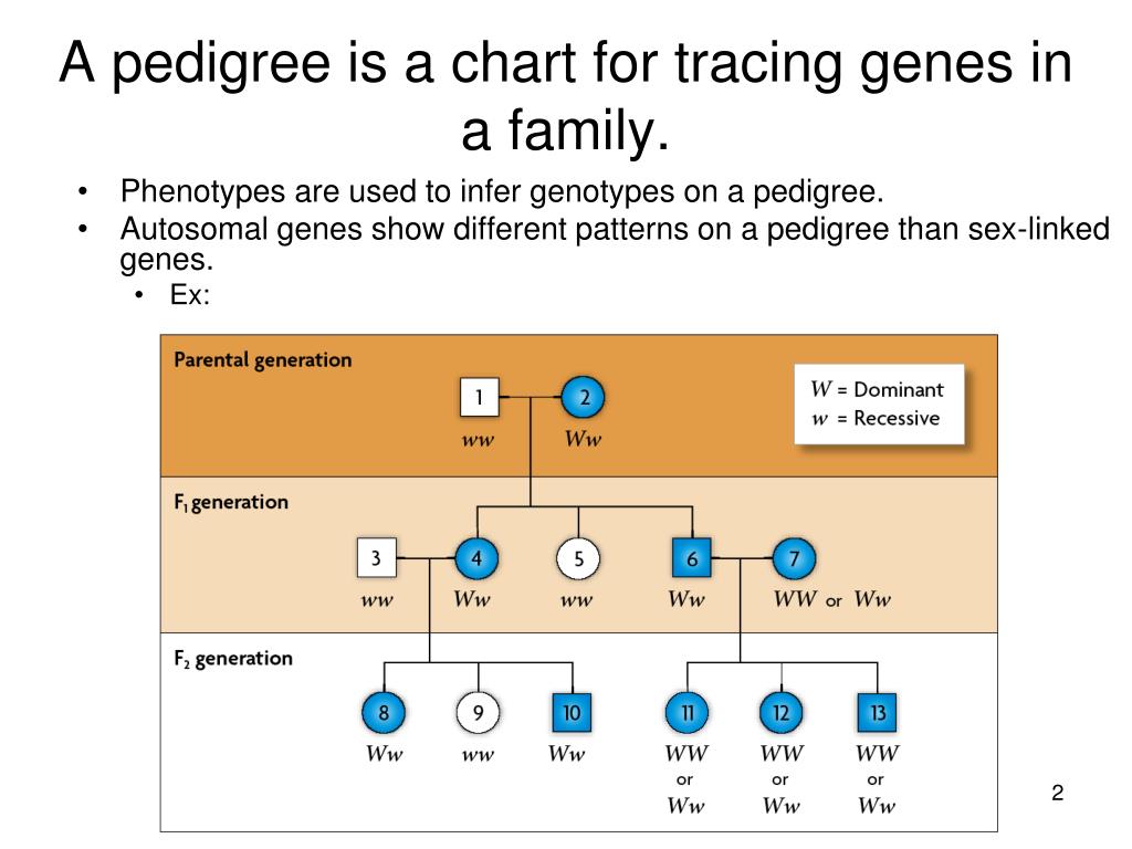 PPT Pedigrees PowerPoint Presentation, free download ID6747210