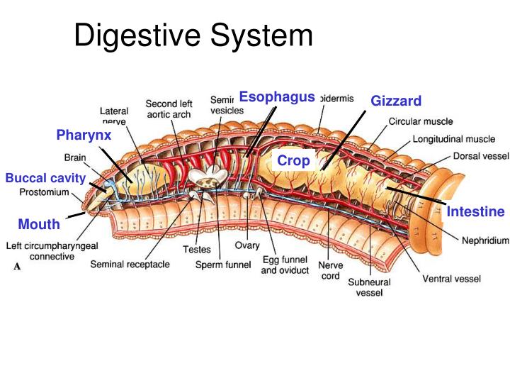 PPT Annelids PowerPoint Presentation ID6750508