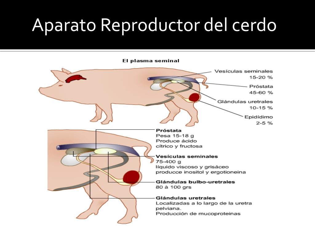 PPT Anatomía Bovinos , Cerdos , Aves PowerPoint Presentation, free