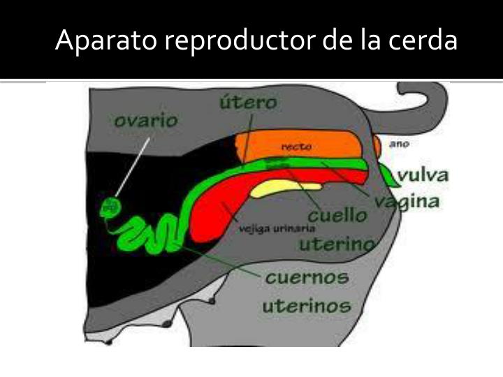 PPT Anatomía Bovinos , Cerdos , Aves PowerPoint Presentation ID6753115