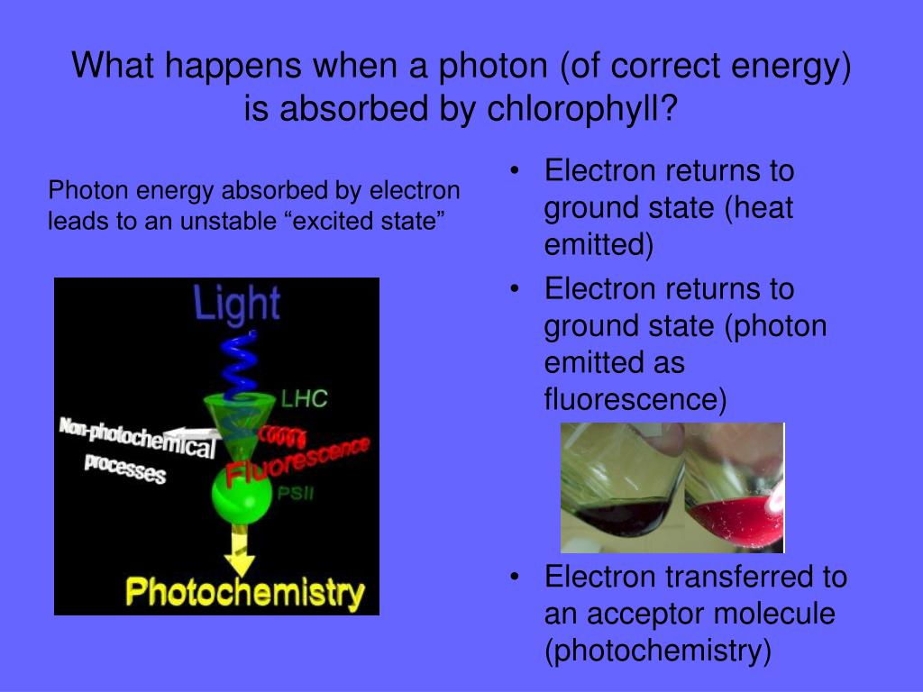 PPT Photosynthesis As a Metabolic Process PowerPoint Presentation