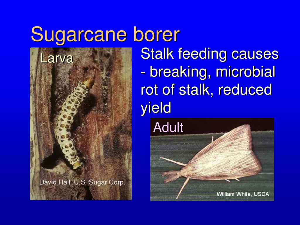 PPT IPM for Sustainable Sugarcane Production in Florida PowerPoint