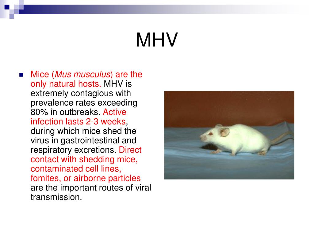 PPT Mice diseases PowerPoint Presentation, free download ID6756501