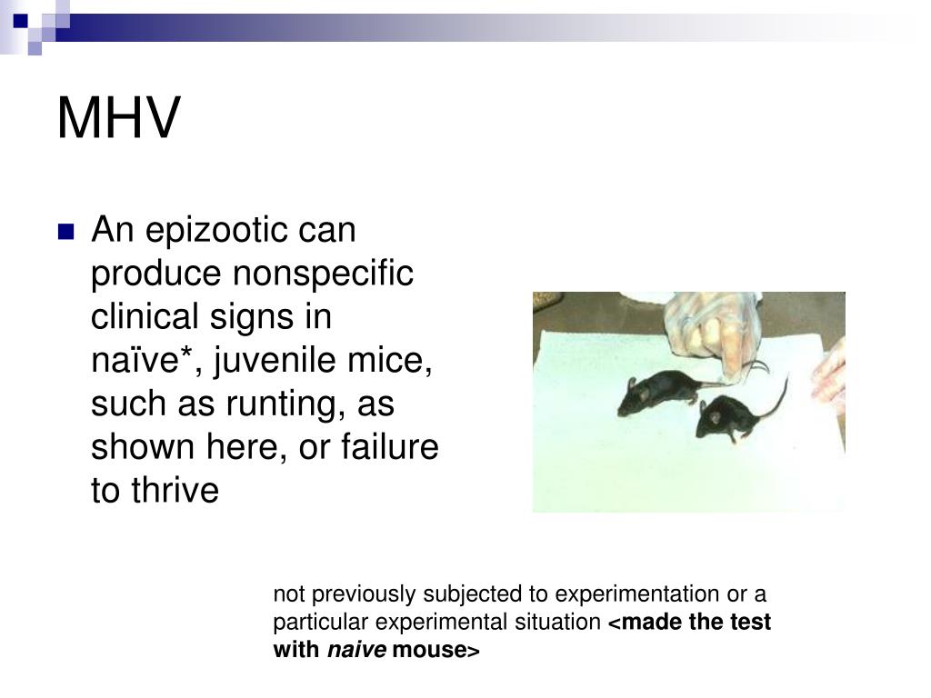 PPT Mice diseases PowerPoint Presentation, free download ID6756501