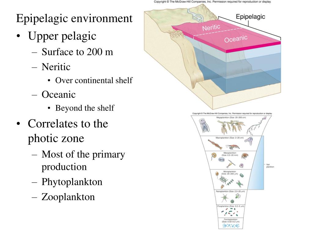 PPT Epipelagic environment Upper pelagic Surface to 200 m Neritic