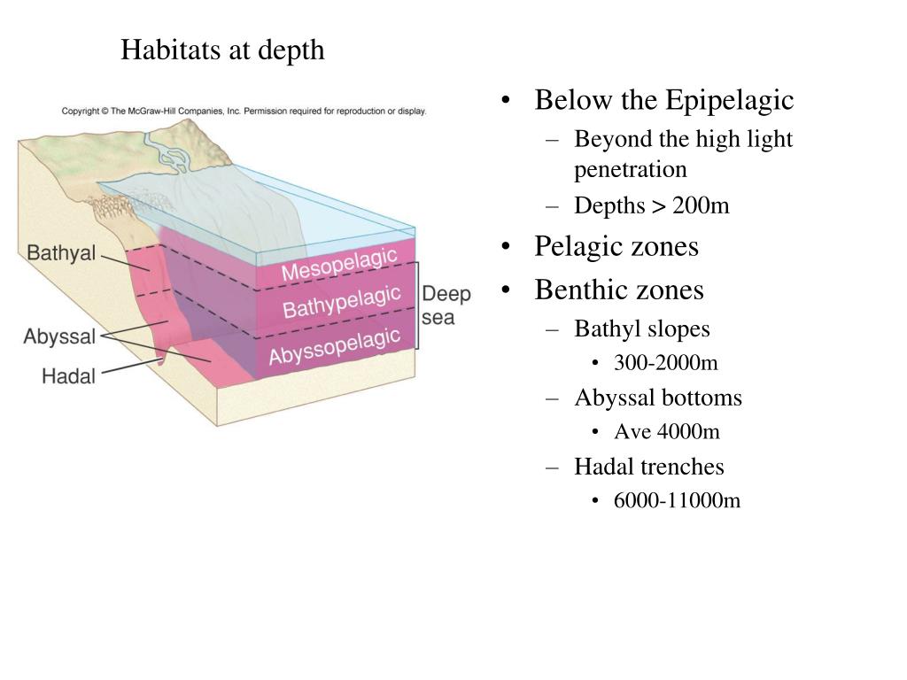 PPT Epipelagic environment Upper pelagic Surface to 200 m Neritic
