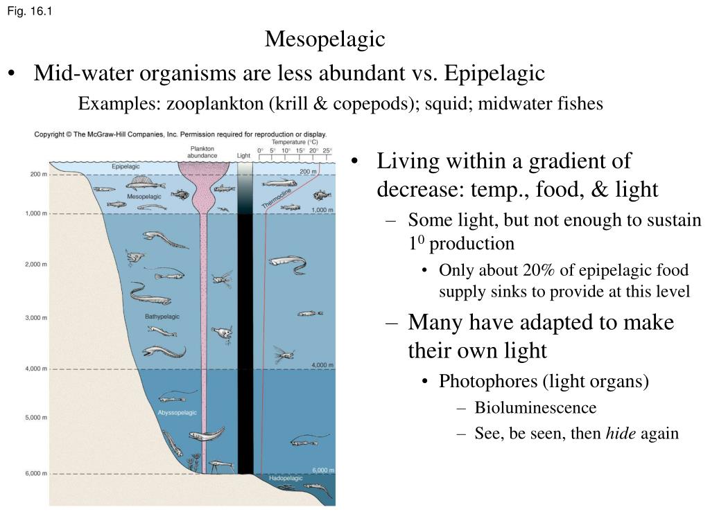 PPT Epipelagic environment Upper pelagic Surface to 200 m Neritic