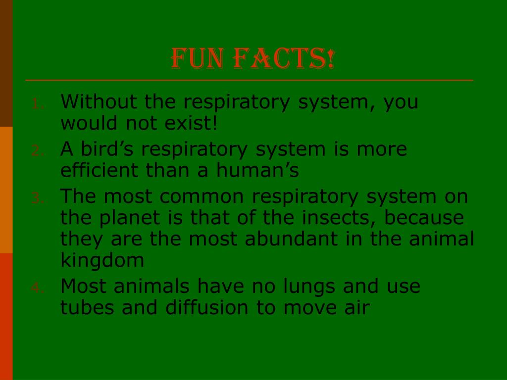 PPT The Respiratory System PowerPoint Presentation, free download