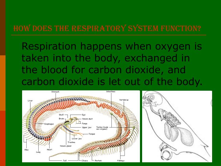 PPT The Respiratory System PowerPoint Presentation ID6763449