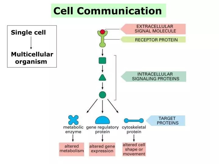 Cell To Cell Communication Concept Map Sysstems Phsiology PPT Cell Communication PowerPoint Presentation, free download ID