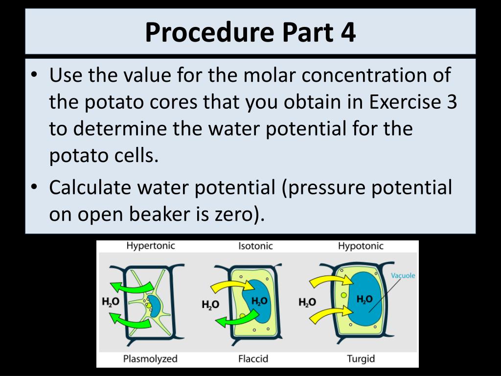 PPT AP Lab 4 Osmosis and Diffusion PowerPoint Presentation, free