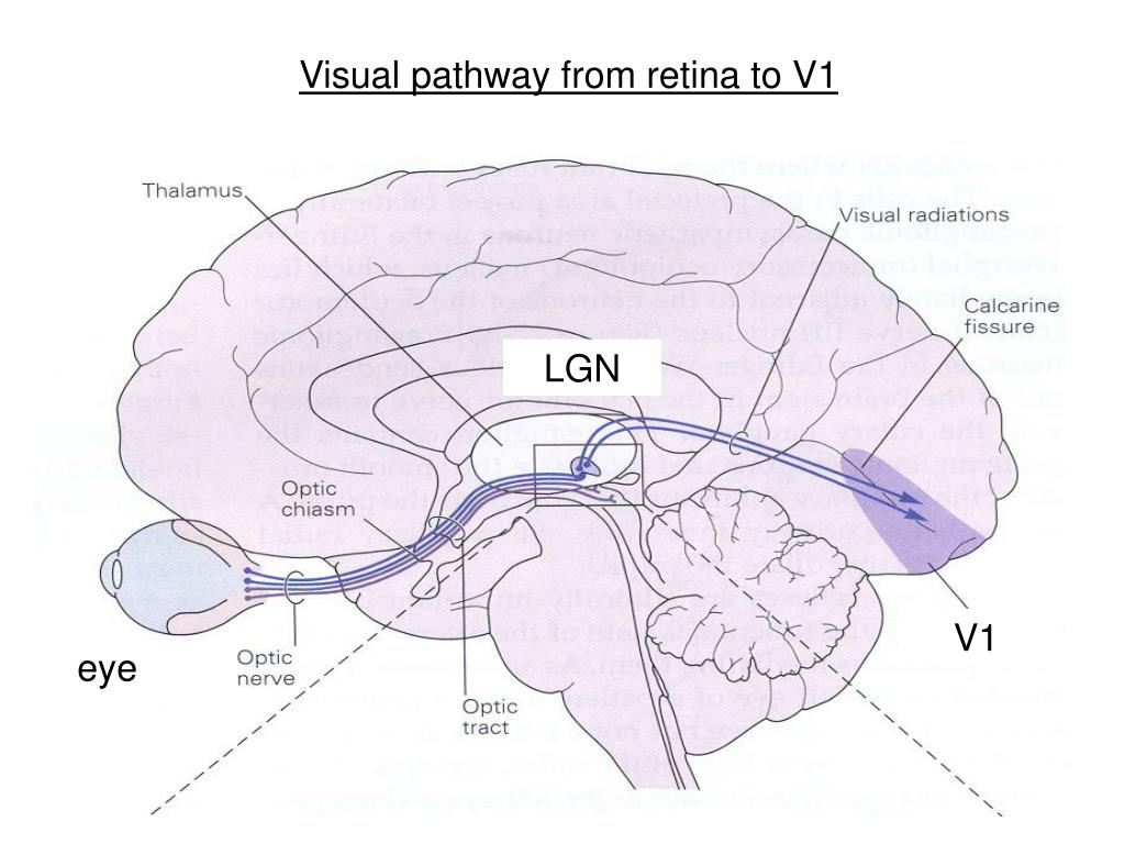 PPT Lateral Geniculate Nucleus (LGN) PowerPoint Presentation, free