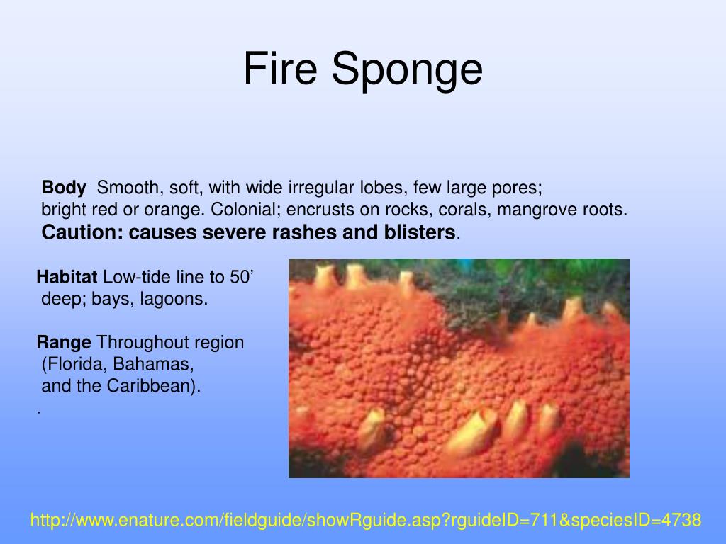 PPT Dangerous Marine Organisms PowerPoint Presentation, free download ID6768563