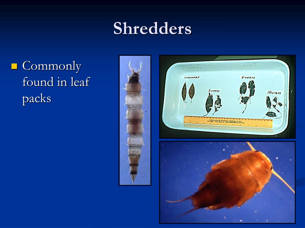 PPT Biological Stream Functions PowerPoint Presentation, free