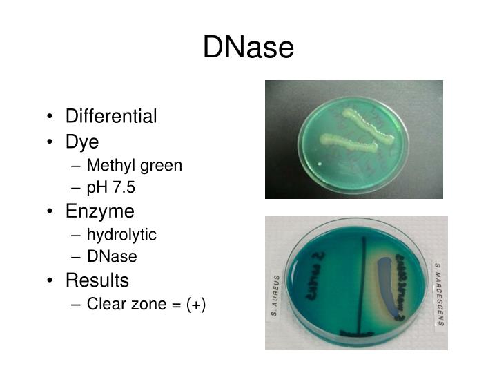 PPT Staph and Strep PowerPoint Presentation ID6770788