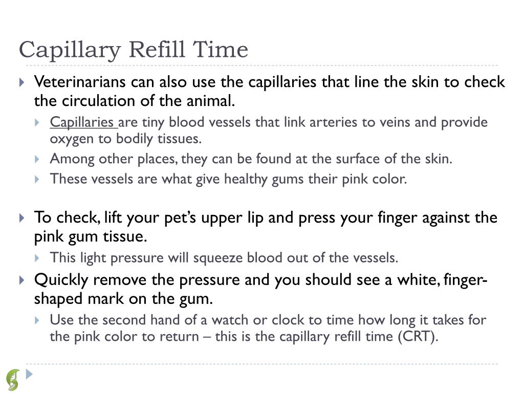 PPT Conducting a Pet Physical Exam PowerPoint Presentation, free