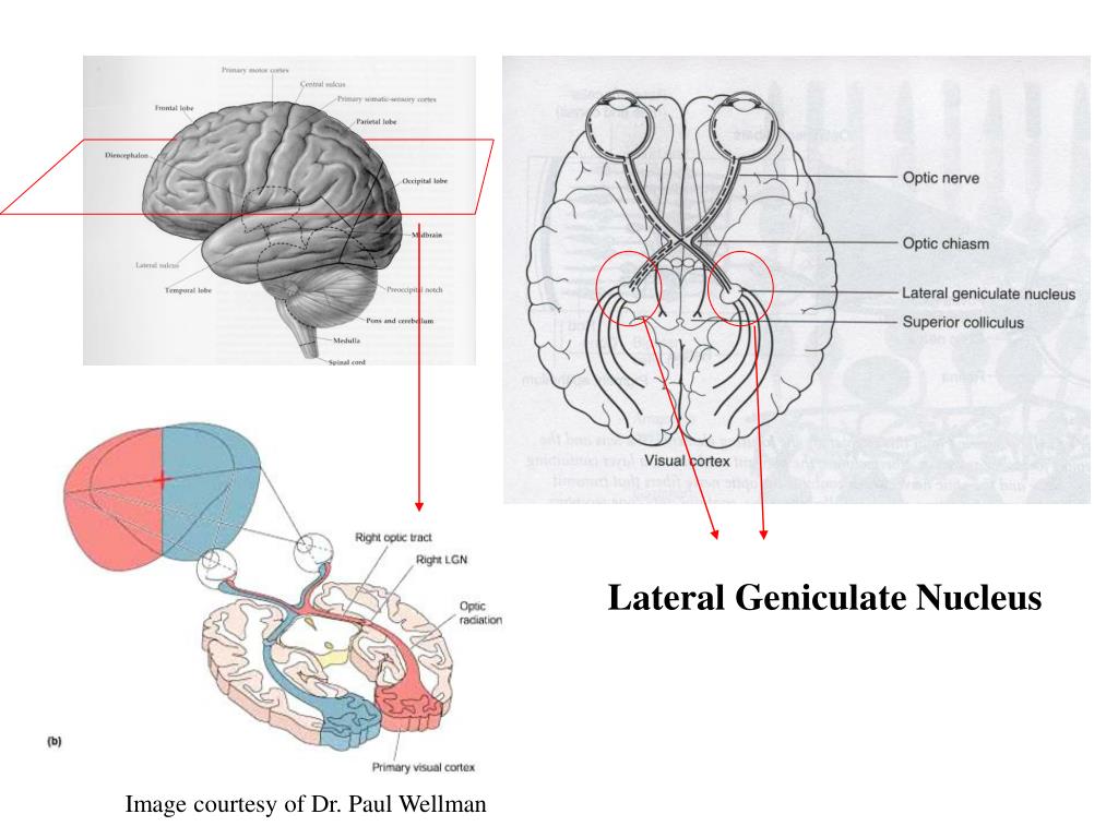 PPT Visual pathway PowerPoint Presentation, free download ID6772425