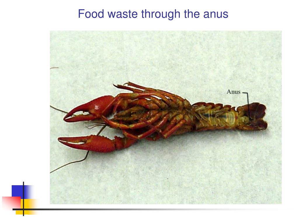 PPT Basic Crayfish Anatomy PowerPoint Presentation, free download