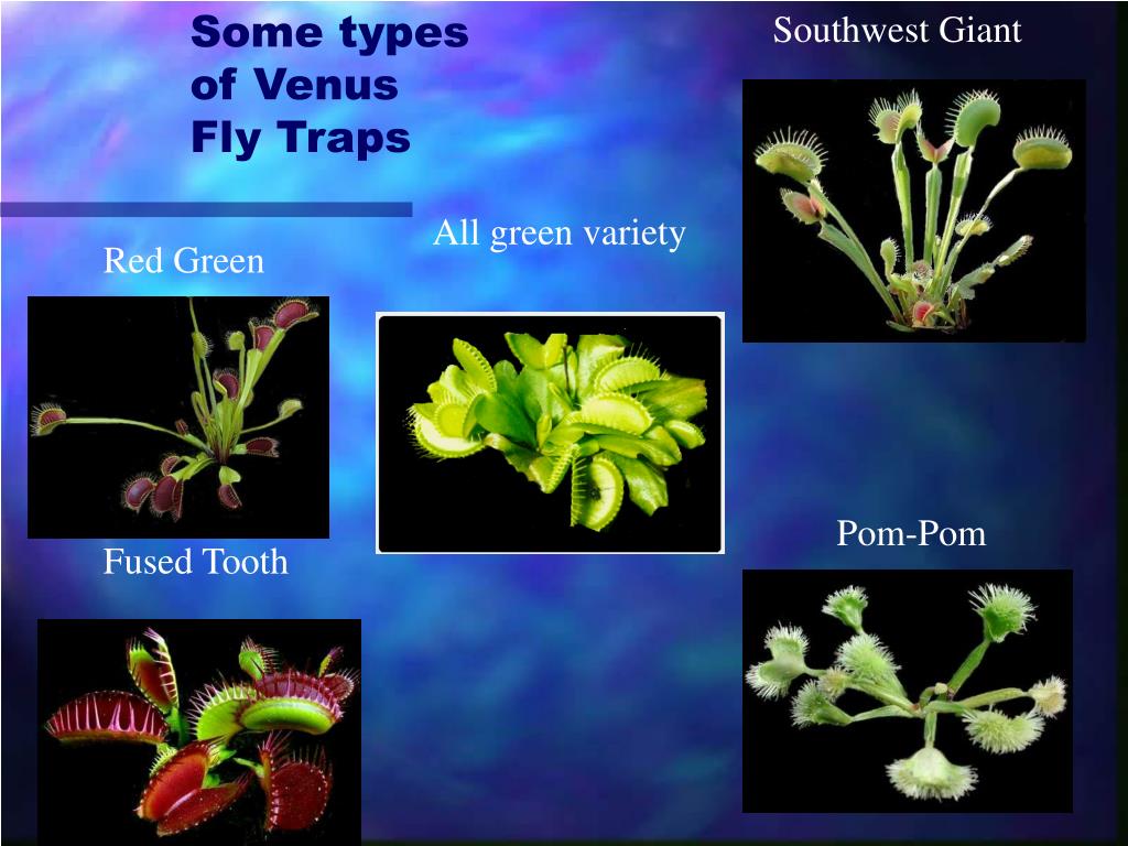 PPT Venus Fly Traps PowerPoint Presentation, free download ID6775628