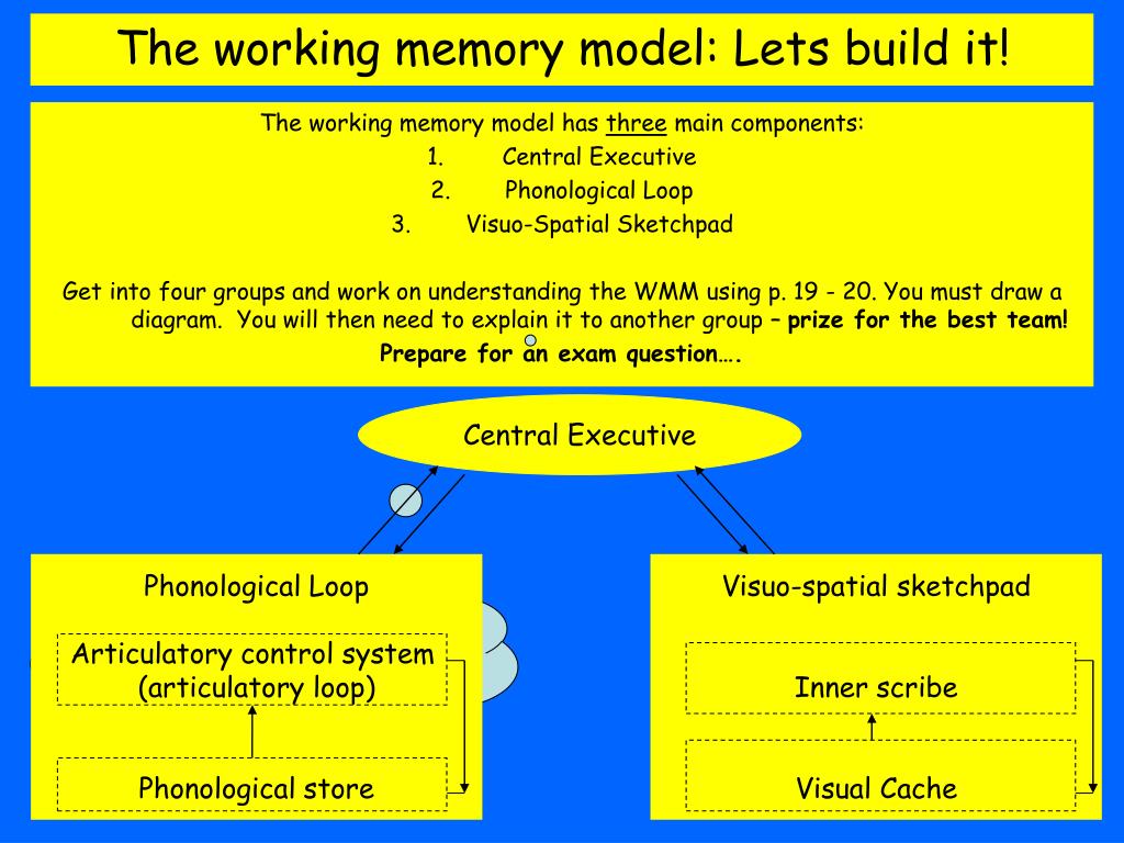PPT The Working Memory Model PowerPoint Presentation, free download