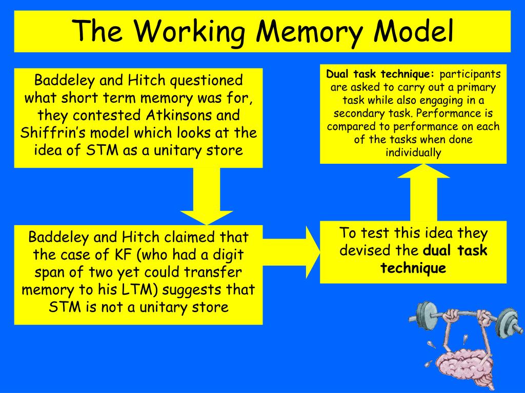 PPT The Working Memory Model PowerPoint Presentation, free download