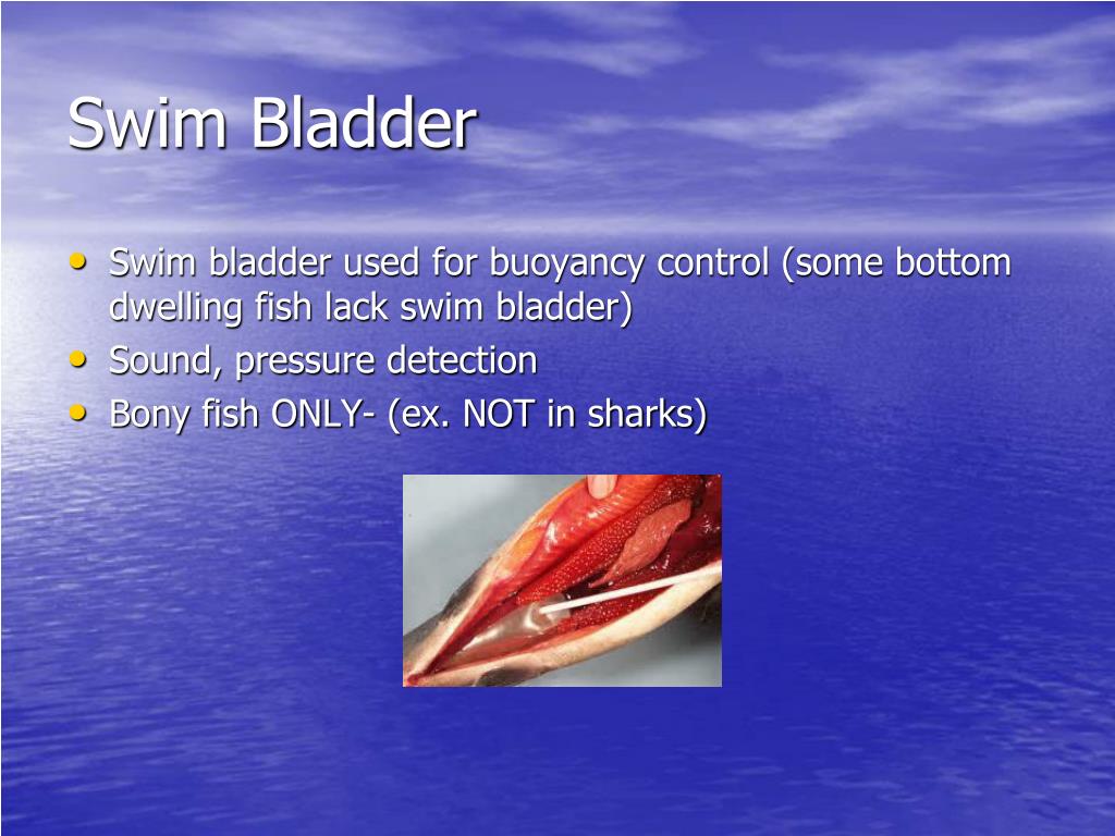 PPT Chapter 8 PowerPoint Presentation, free download ID6780704